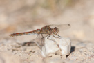 Sympetrum vulgatum